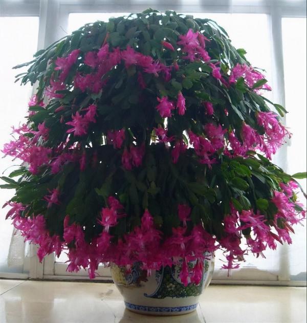 綠蘿、吊蘭等，10種常見花卉的各項&OpenCurlyDoubleQuote;需求指標&rdquo;，養花人收藏