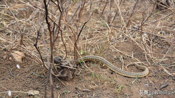 野外如何避免被蛇咬傷，揹包客都應該知道如何處理蛇咬傷的常識