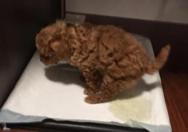 養狗(散文) 養狗(散文)