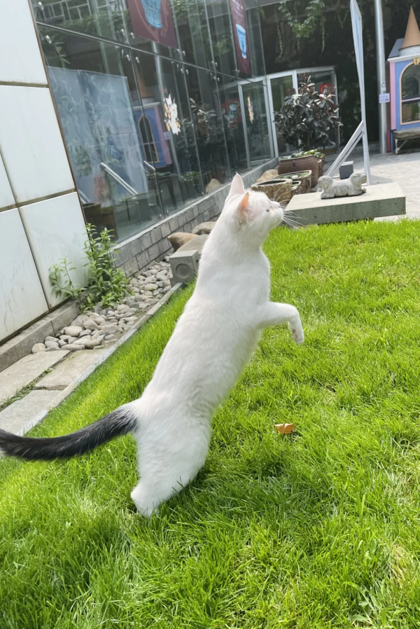 逗貓棒?都快把貓玩成花啦 逗貓棒?都快把貓玩成花啦