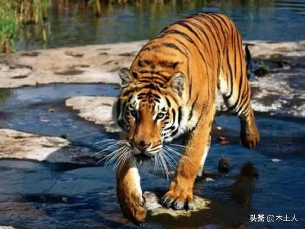 虎年說虎 虎的種類