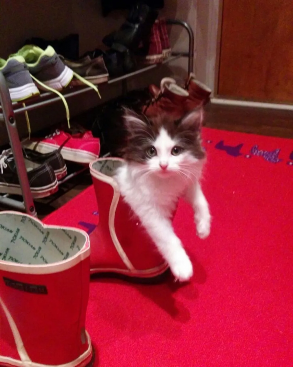 來自芬蘭的貓咪因為愛吃黃瓜而紅遍全國，還因此有了自己的周邊