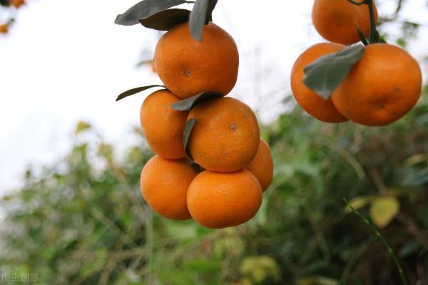 有機肥越施越多，產量卻越來越低？什麼果樹用什麼肥，你都知道嗎