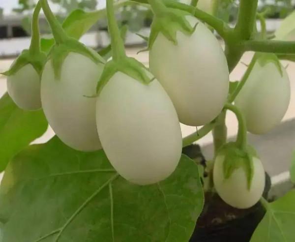 雞蛋長在樹上 雞蛋長在樹上