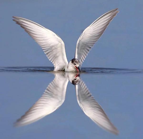 分享——最珍貴罕見的鳥