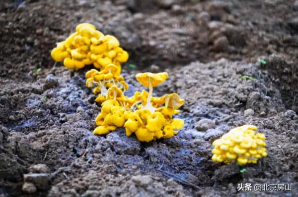 國慶遊房山（五）：蘑菇宴、大氧吧…讓我們來一場神仙之旅！