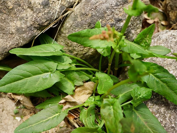農村稱為野菠菜,昔日用來喂牲畜,如今一斤賣30,見到別錯過 農村稱為野菠菜,昔日用來喂牲畜,如今一斤賣30,見到別錯過