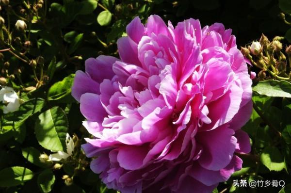 漂亮的芍藥花欣賞