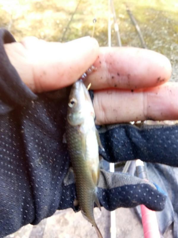 頻繁掛鉤斷線也未能阻止大板鯽爆護