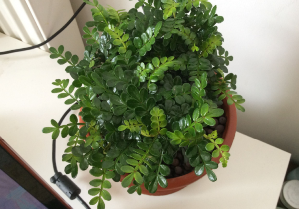 家庭養花場地小，不如就盆栽這4種，香味好聞，很容易養好