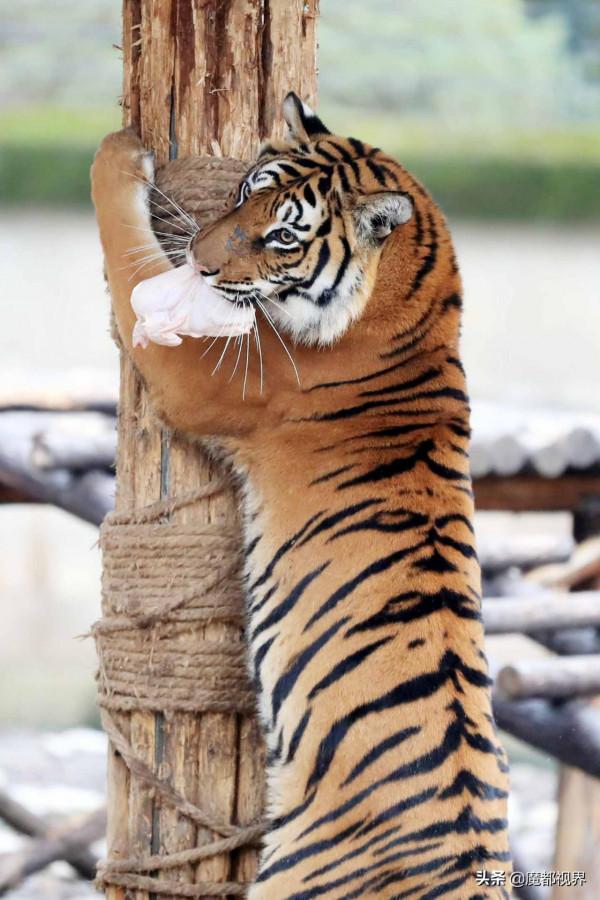 虎頭虎腦 虎虎生威 這波老虎表情包值得擁有