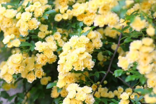 五種見花不見葉的開花植物，養一株賞花不斷