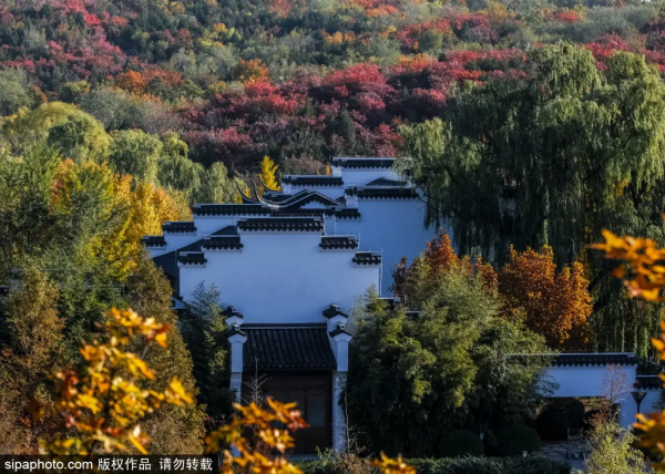 準備打卡！北京這些地方已經美成畫！最新彩葉實拍→