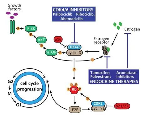 醫業觀察 | 乳腺癌——全球第一大癌症2021新藥進展及最新療法 醫業觀察 | 乳腺癌——全球第一大癌症2021新藥進展及最新療法