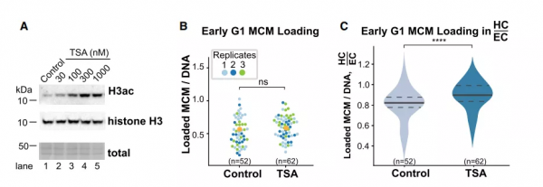 浙大校友揭示DNA損傷又一機制，為抗腫瘤藥物研發提供新思路