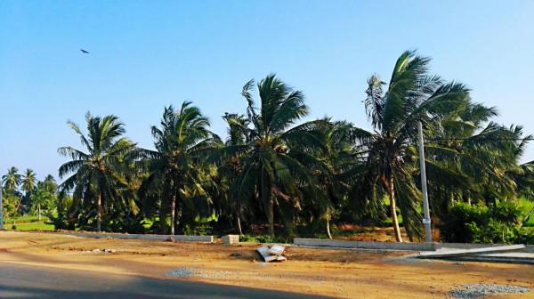 斯里蘭卡之旅(17)蒂瑟默哈拉默 斯里蘭卡之旅(17)蒂瑟默哈拉默