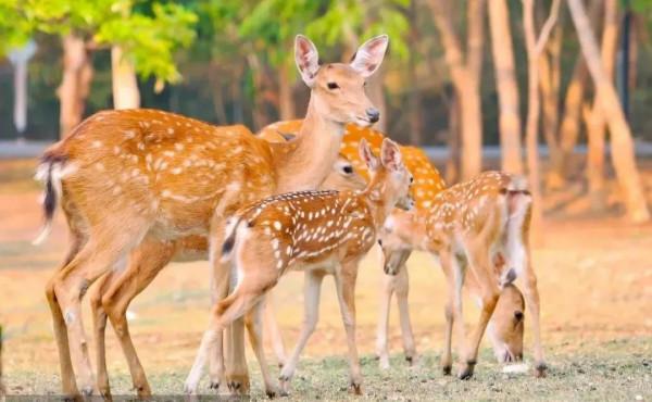 還在等什麼？荔波古鎮有漂亮梅花鹿出沒，可去拍照餵食
