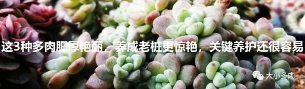 這幾種多肉非常容易爆盆,不知不覺一大盆,非常有成就感 這幾種多肉非常容易爆盆,不知不覺一大盆,非常有成就感
