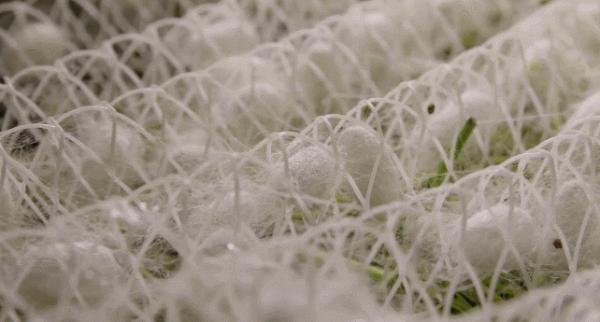 【探索】養在青吳嘉~靜享夏日，江南鄉村美如畫