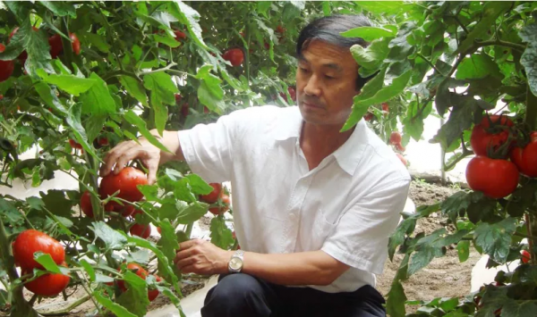 高品質、高顏值、高產值的番茄是如何生產出來的？