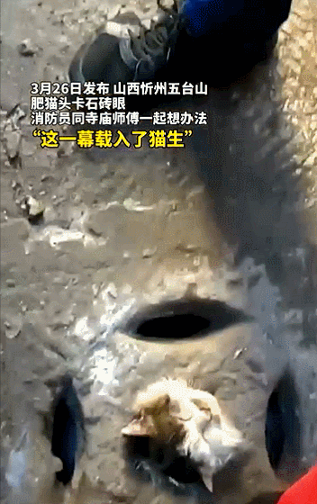 生命之吻！他人工呼吸拯救昏迷小貓，中國消防員也很暖