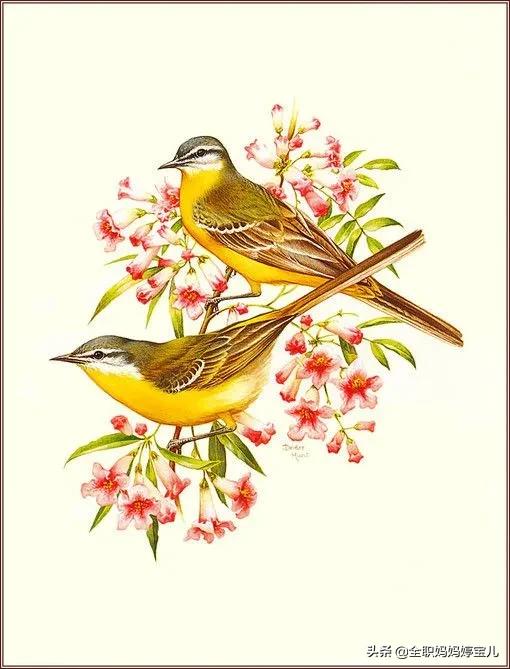 分享——栩栩如生的水彩鳥兒圖