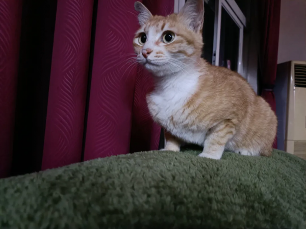 “我勸你也一起吃貓，別不合群。”