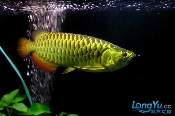 「全紀錄」金龍魚從高背到寶石到高背到B過,最終成為過背金龍魚 「全紀錄」金龍魚從高背到寶石到高背到B過,最終成為過背金龍魚