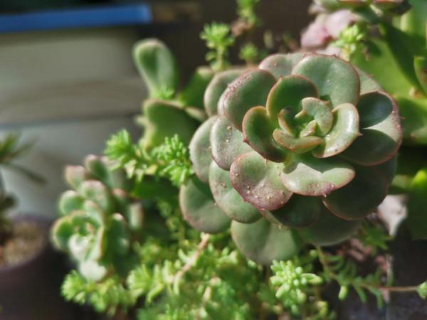 冬雲娘娘帶著絲綢面紗，攜幽靈公主和安娜公主亮相