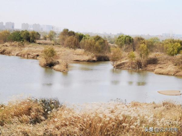 在“涇渭分明”處，有人說他釣過四五十斤的大魚