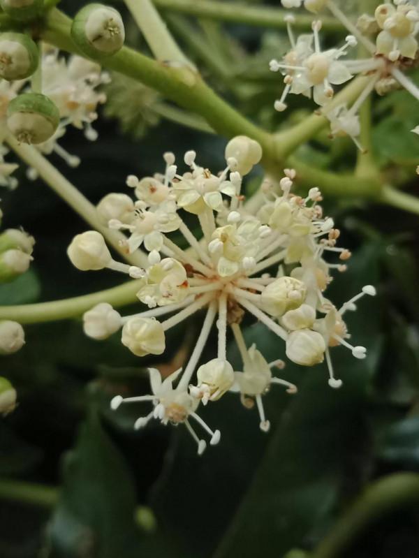 這可以說是真正的輕而易舉了 這可以說是真正的輕而易舉了