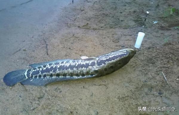 黑魚的“悲哀”!為了孩子的安全,成了移動的酸菜魚? 黑魚的“悲哀”!為了孩子的安全,成了移動的酸菜魚?