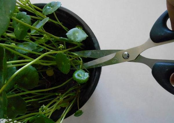 秋季養花,這“4種花”必須“理髮”,剪得越多,來年生長越旺盛 秋季養花,這“4種花”必須“理髮”,剪得越多,來年生長越旺盛