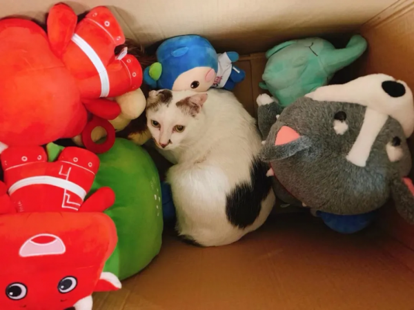 越專注，越幸福｜《心流》