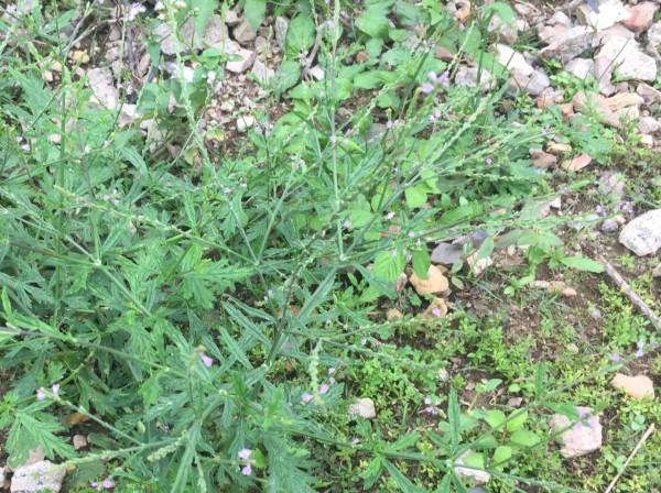 農村常見的“馬邊燒”，生活中能幫助很多人，你是否認識它？