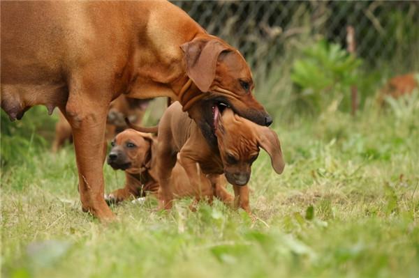 母狗把幼崽叼到你面前，原來它是這樣認為的