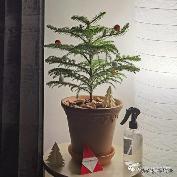 聖誕氣息越發濃烈，挑個盆栽自己整一個聖誕樹
