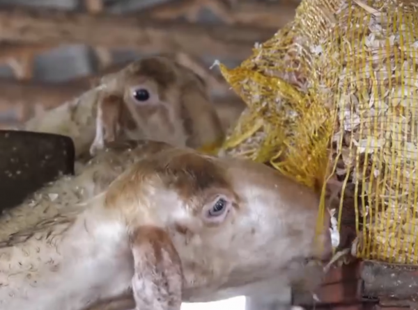 他養的羊被人搶著收購,牛比別人多賣三千元,18年銷售額五千萬元 他養的羊被人搶著收購,牛比別人多賣三千元,18年銷售額五千萬元