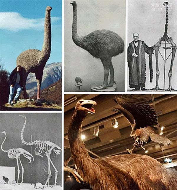 這些動物因為肉好吃而被滅絕:第六次叢集滅絕,罪魁禍首是人類 這些動物因為肉好吃而被滅絕:第六次叢集滅絕,罪魁禍首是人類