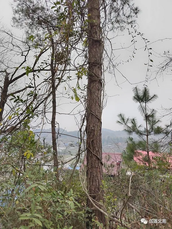 積極抗寒保暖健身，就能像樹一樣向上生長