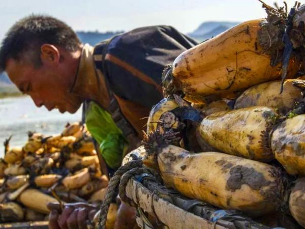 老人說“秋吃水八仙，賽過小神仙”，什麼是水八仙？看完漲知識了