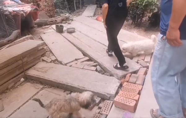 河南：小狗擾民全賣狗販，狗狗道別，大爺：價格隨便，都當送你了