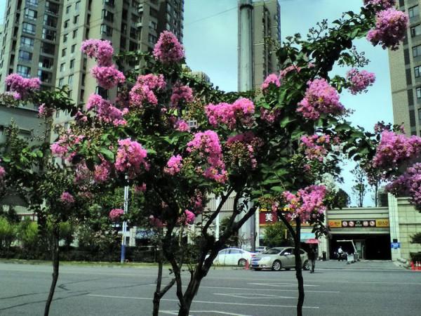 你喜歡紫薇花? 你喜歡紫薇花?