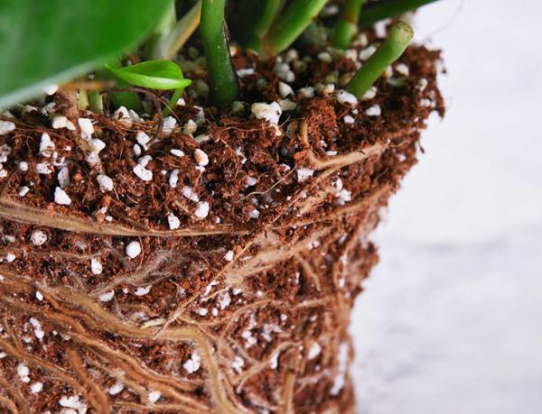 售價上百元的養花土,在家就能自己配,一點都不比買來的差 售價上百元的養花土,在家就能自己配,一點都不比買來的差