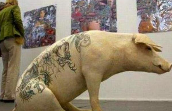 他在母豬身上紋身，意外被香奈兒看中，結果一張豬皮賣了70萬