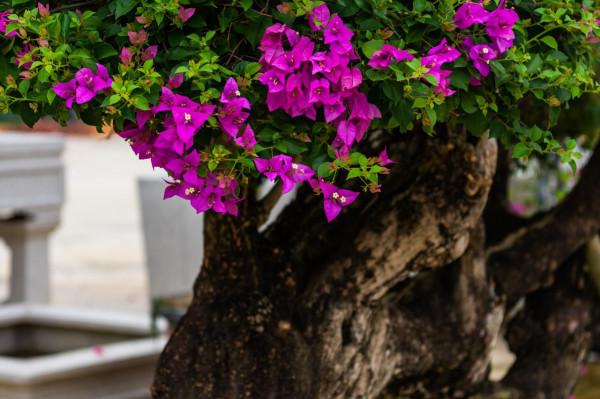 為什麼粵龍山被稱為三角梅王國？