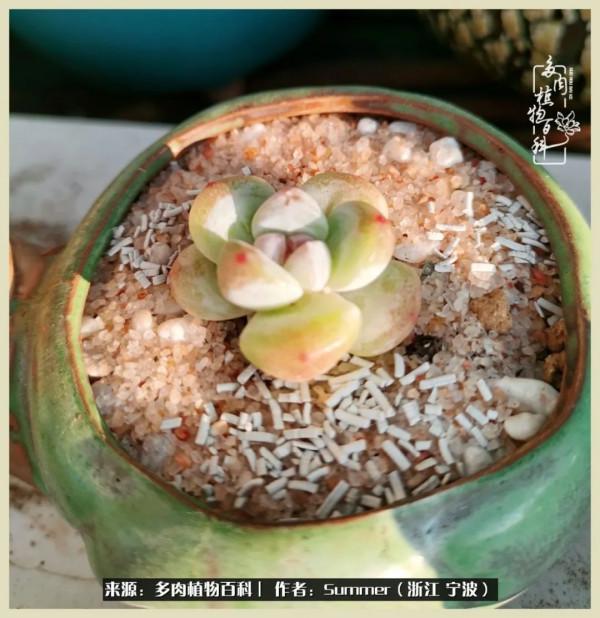 多肉小白2個月成功入坑:有我在,你們就負責變美吧 多肉小白2個月成功入坑:有我在,你們就負責變美吧