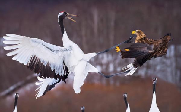 86個難得一見的照片，仙鶴踢飛老鷹，世界最早自拍，鞭腿的力量