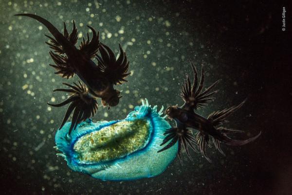 2018年度最佳野生動物攝影作品圖集