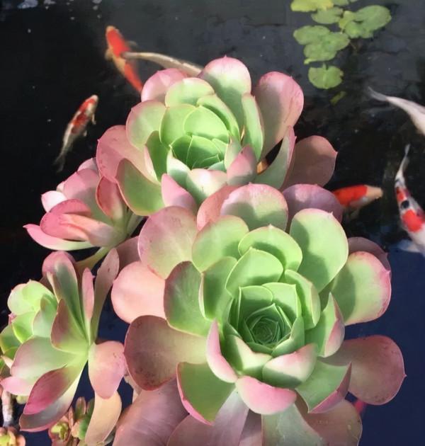 4年時間，靠一腔熱誠打造多肉花園